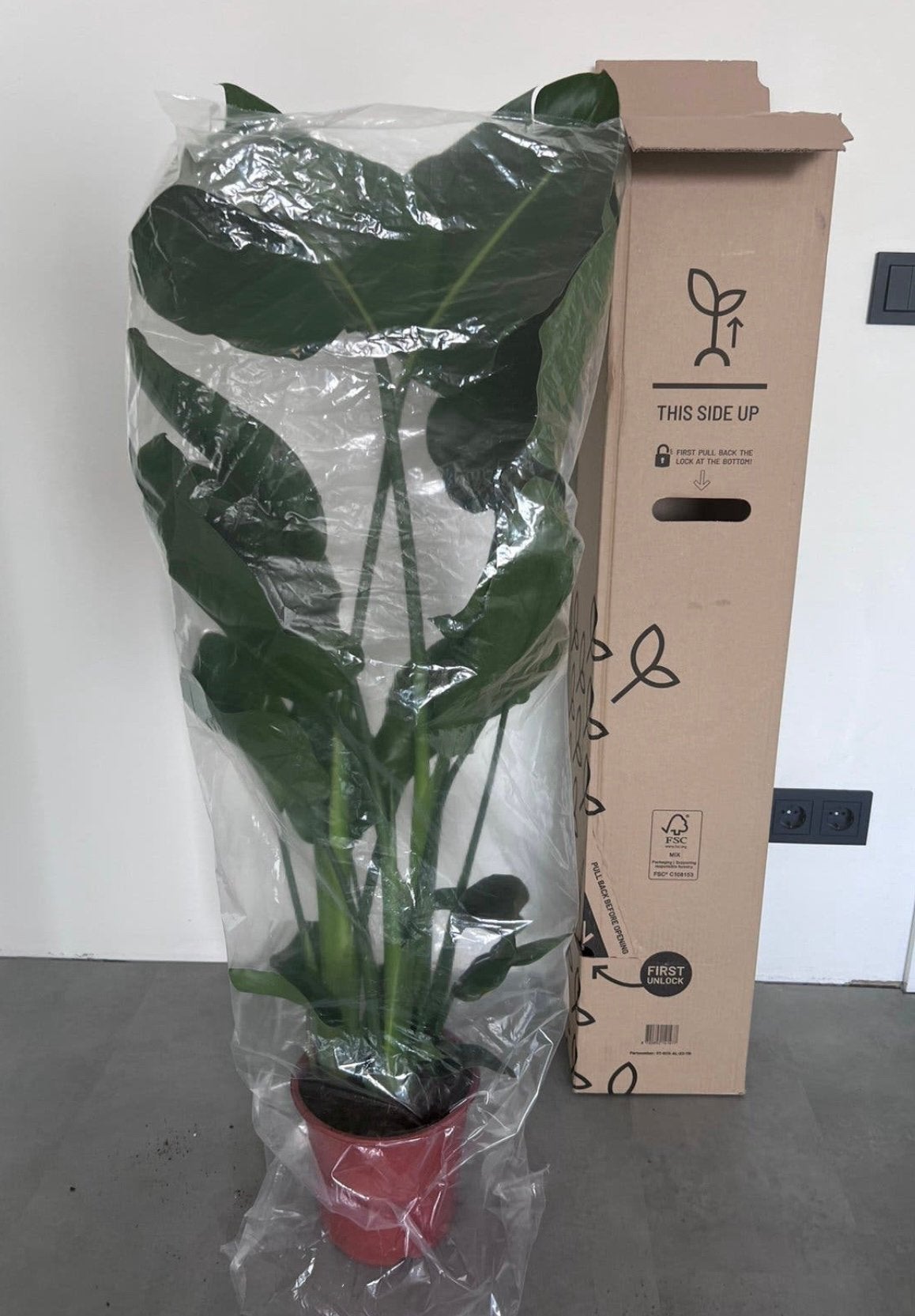 Strelizia plant 120cm, Huis en Inrichting, Kamerplanten, Ophalen of Verzenden, Halfschaduw