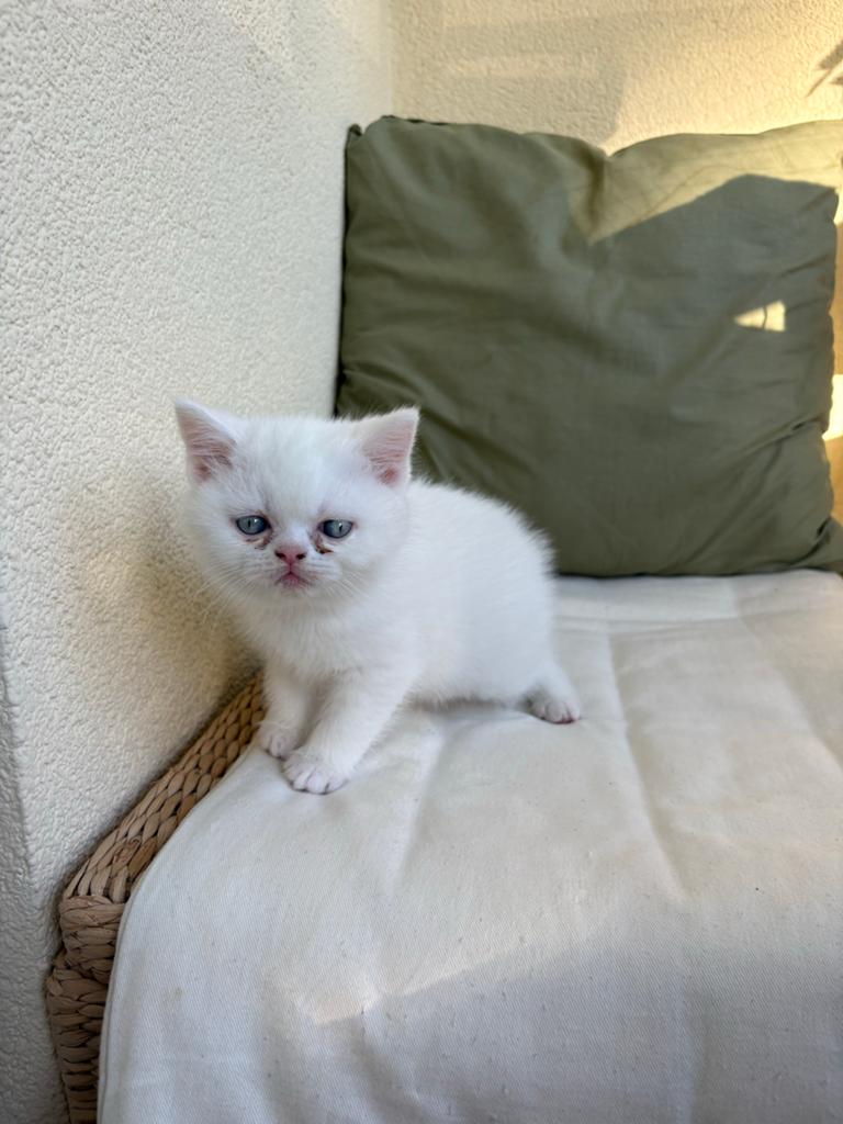 Britse korthaar kat, Dieren en Toebehoren, Katten en Kittens | Raskatten | Korthaar, Poes
