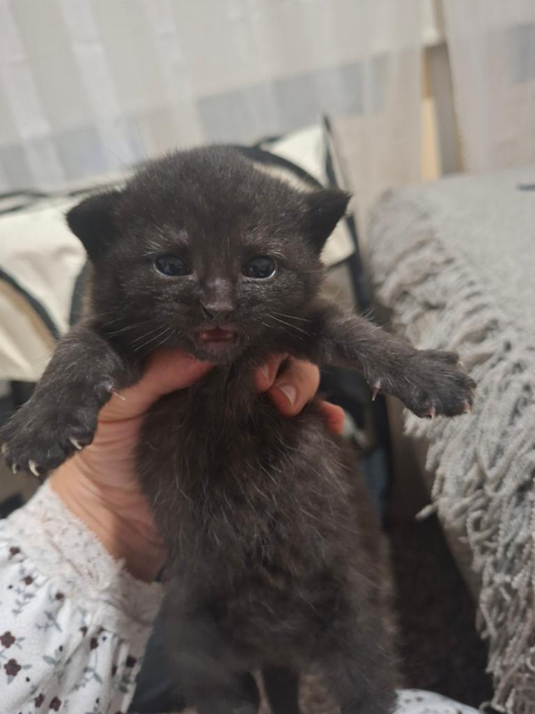 Katten te koop, Kater