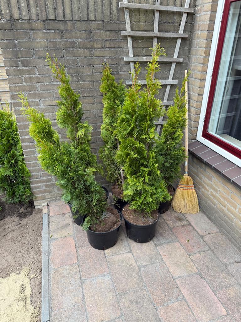 Thuja Smaragd, Ophalen, Conifeer, 100 tot 250 cm