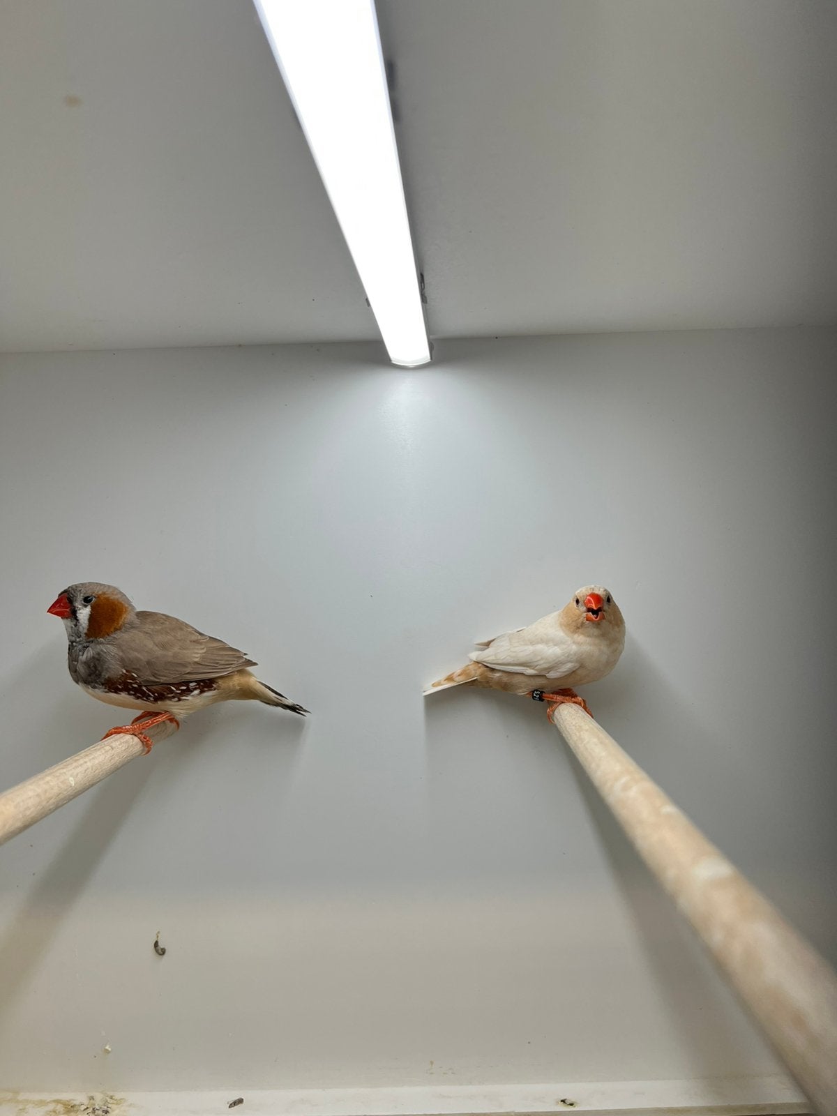 Koppel Zebravinken, Dieren en Toebehoren, Vogels | Overige Vogels, Meerdere dieren
