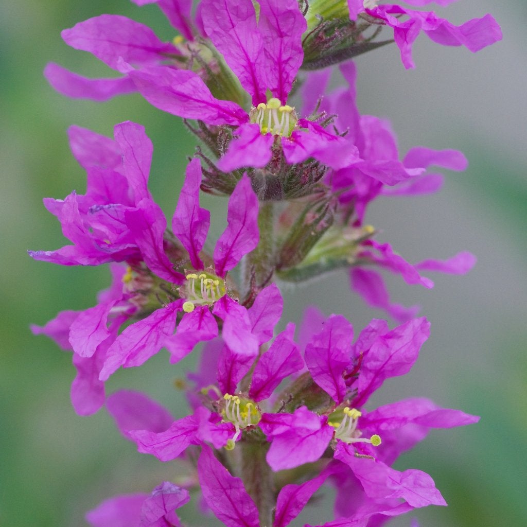 Zaden grote kattenstaart (Lythrum salicaria) - inheems, bio, Ophalen of Verzenden, Najaar, Volle zon, Zaad