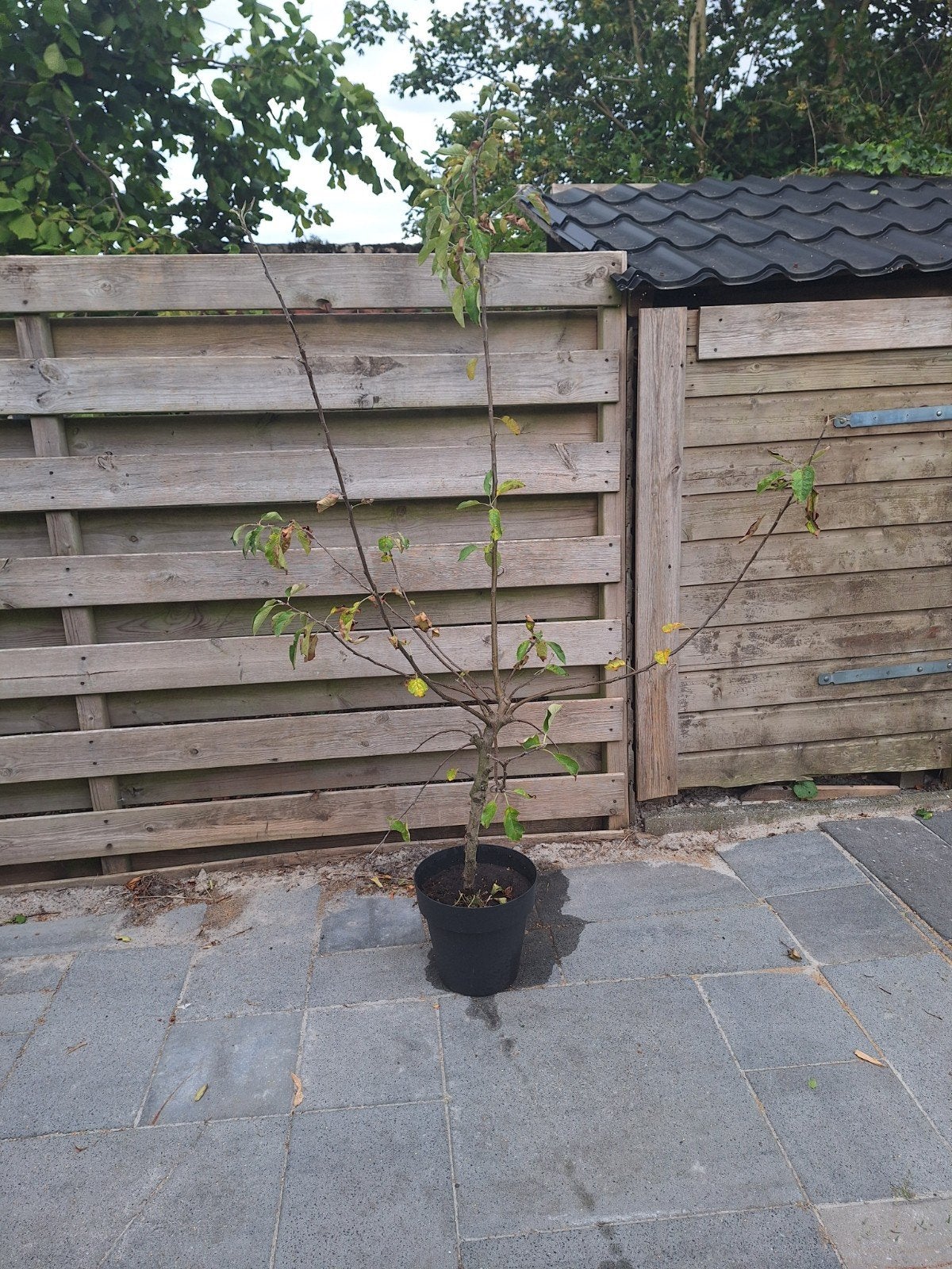 gratis appelboom in pot, Ophalen of Verzenden, Hout, Minder dan 3 meter