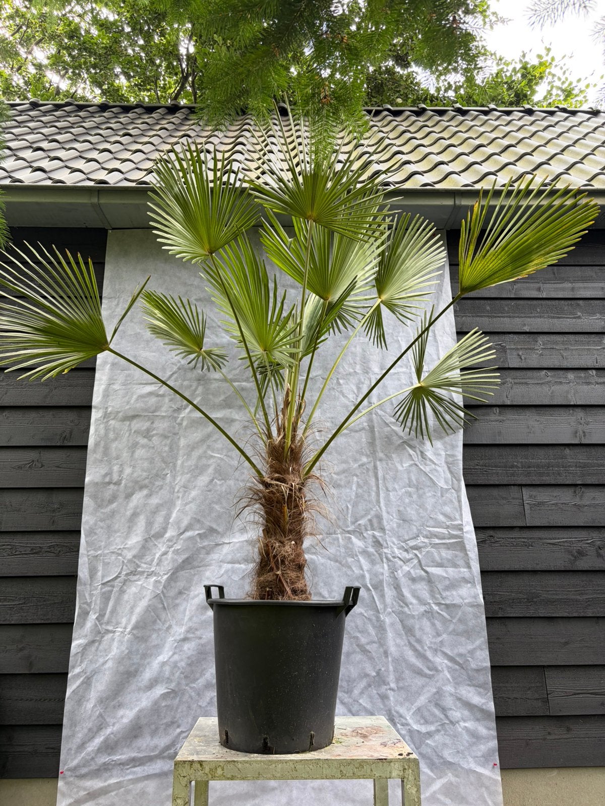 Trachycarpus Wagnerianus winterharde palmboom, Tuin en Terras, Planten | Bomen, 100 tot 250 cm, Zomer, Palmboom, Ophalen
