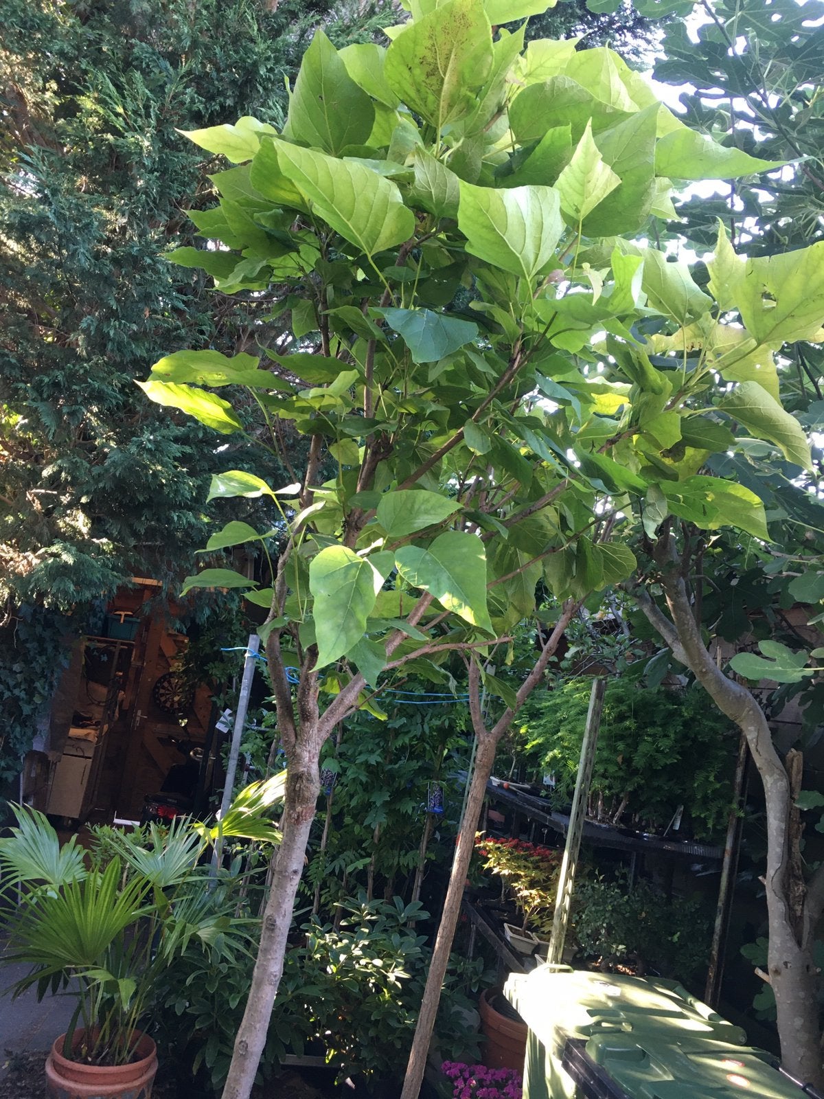 Catalpa. Trompetboom hoogte 220 cm, Overige soorten, 100 tot 250 cm, Zomer, Ophalen