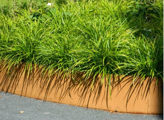 Carex Morowii "irish green"/ Janpanse Zegge, Ophalen, Vaste plant, Siergrassen, Halfschaduw