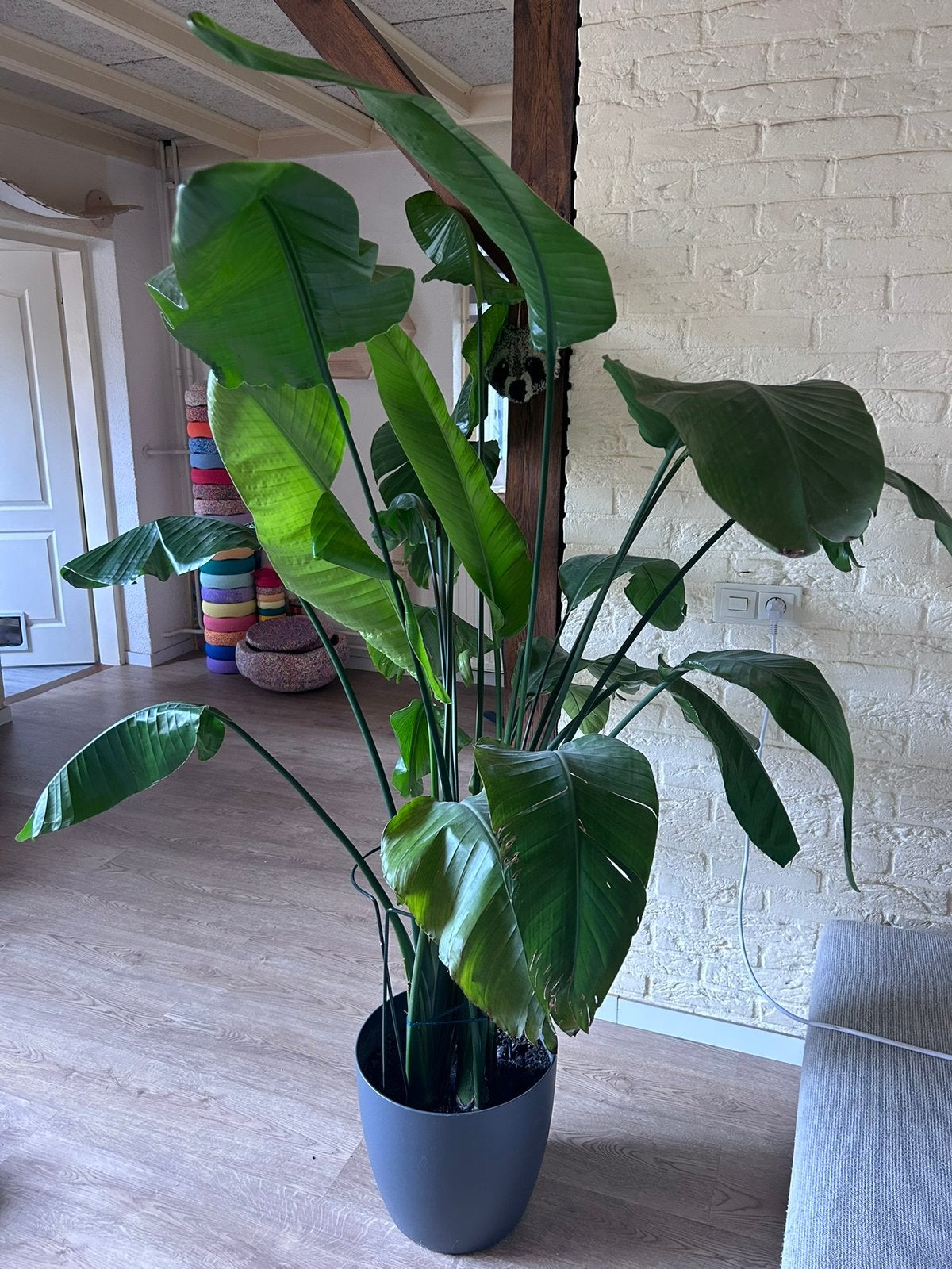 Grote Strelitzia Nicolai incl. pot – ruim 180 cm hoog, Ophalen, Halfschaduw, In pot, 150 tot 200 cm