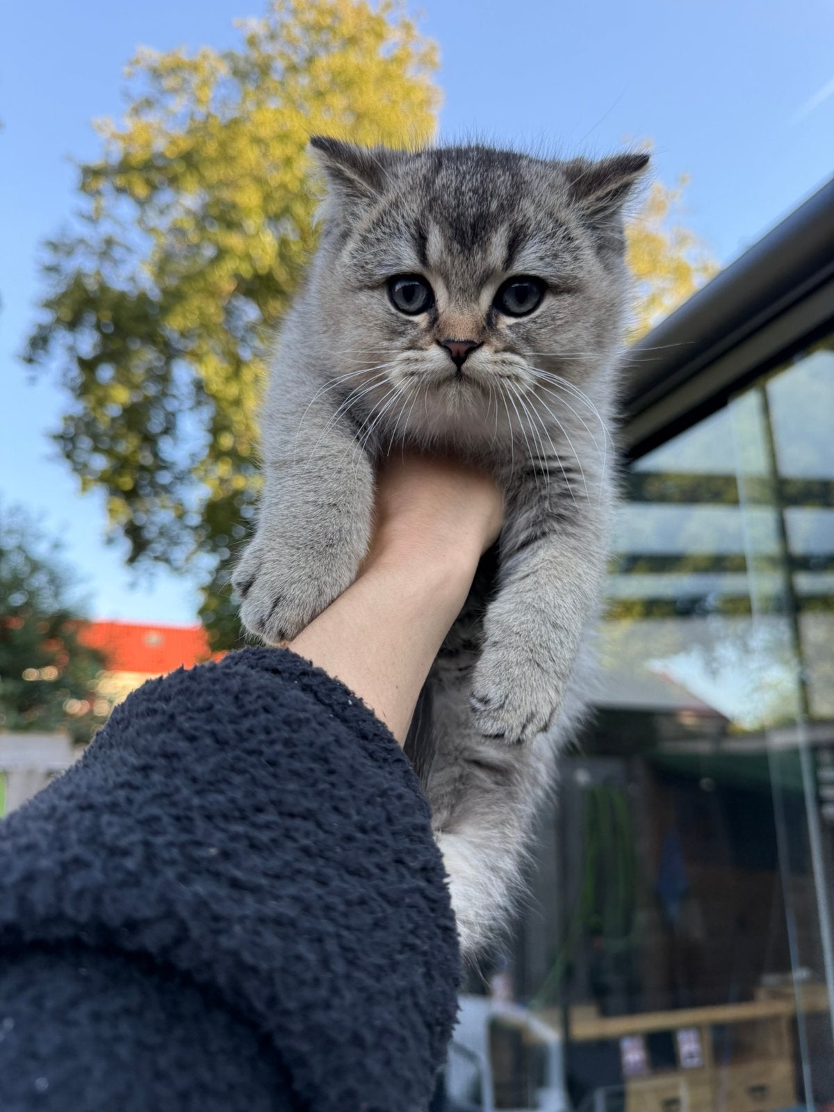 Britse korthaar kittens, Dieren en Toebehoren, Meerdere dieren, Ontwormd