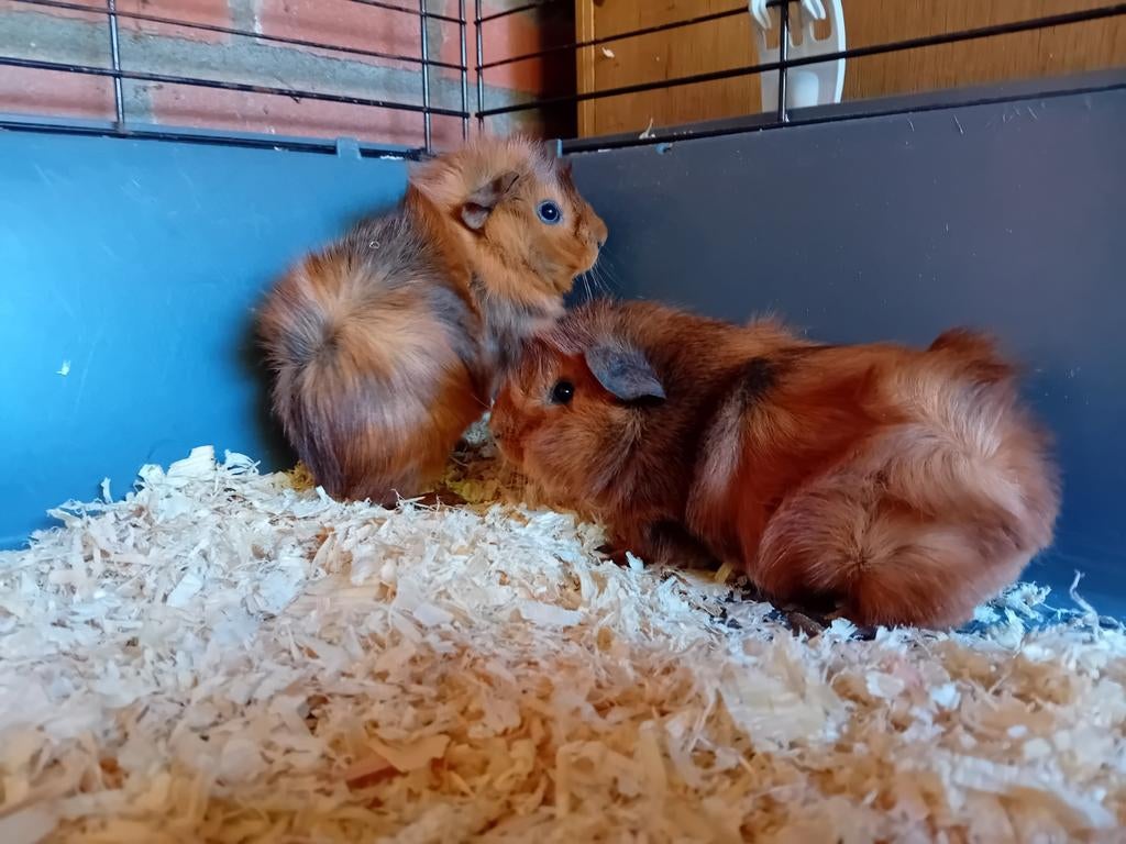 Cavia beertjes, Dieren en Toebehoren, Knaagdieren, Cavia, April, Mannelijk, Tam