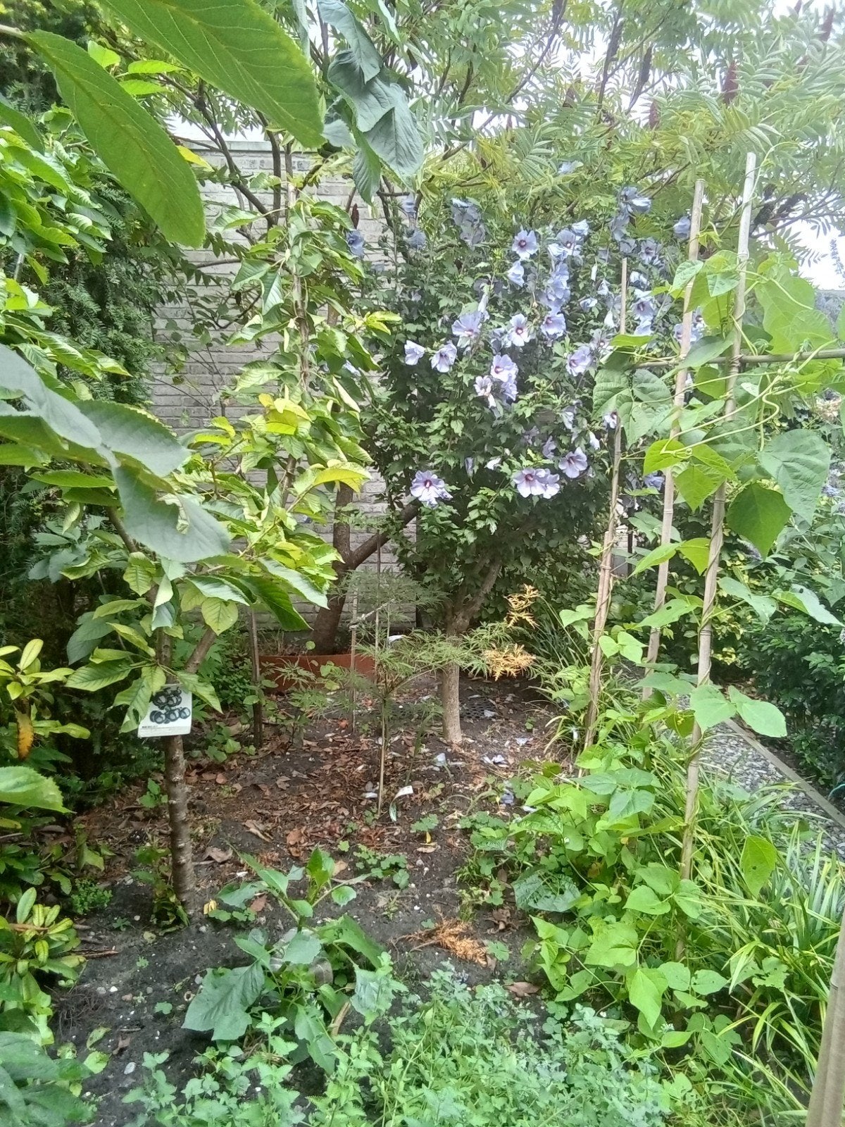 gezond  bio kersen boompje, laagstam 2 jaar oud,, Ophalen, Volle zon, Overige soorten, 100 tot 250 cm