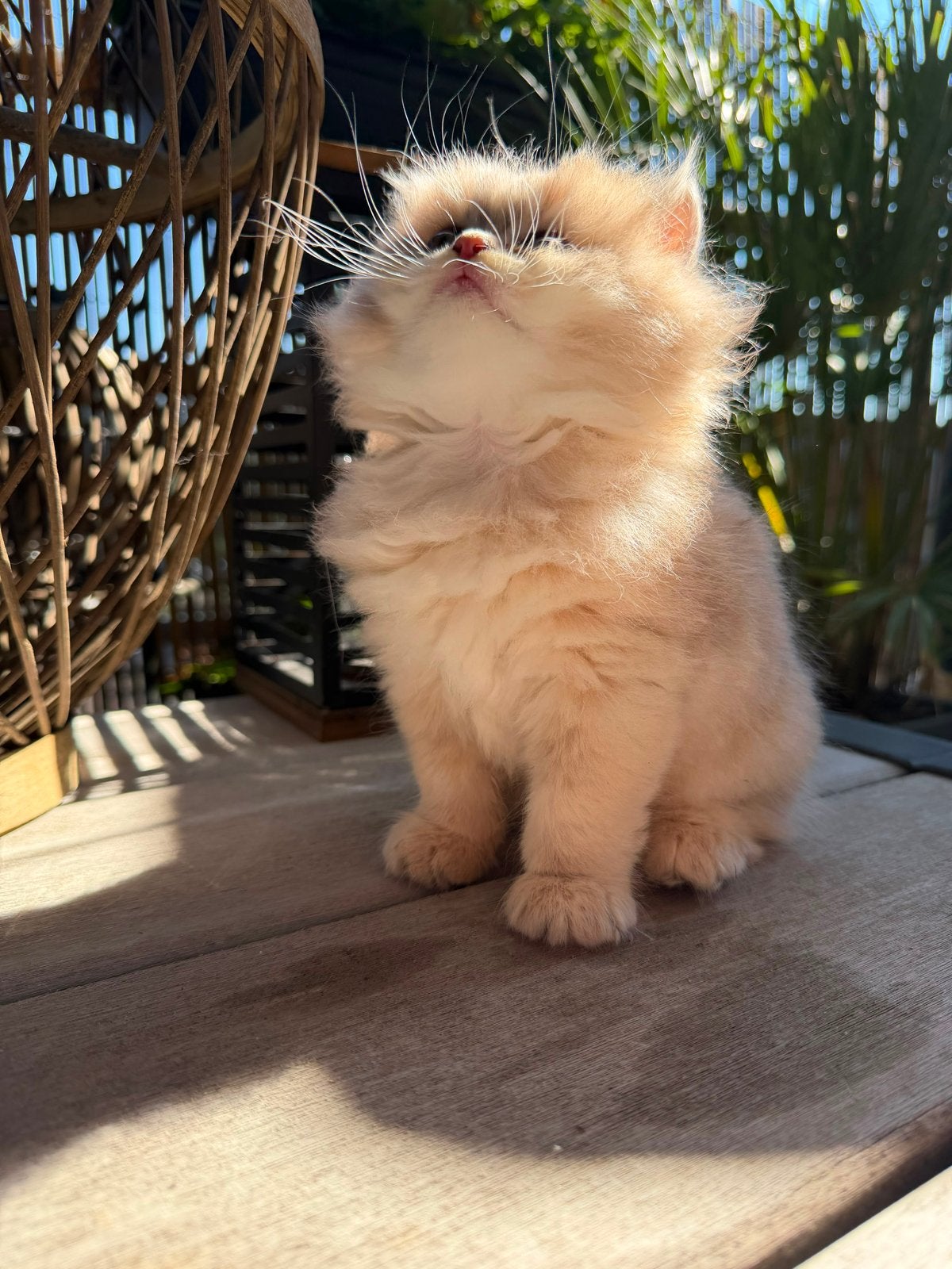 €850 British Shorthair Golden  Net levende knuffels, Dieren en Toebehoren, Katten en Kittens | Overige Katten, Kater, Kortharig