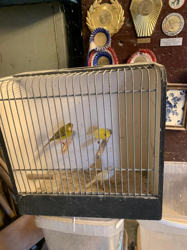 3 mannen raza espagnol te koop, Dieren en Toebehoren, Vogels | Kanaries, Mannelijk, Postuurkanarie