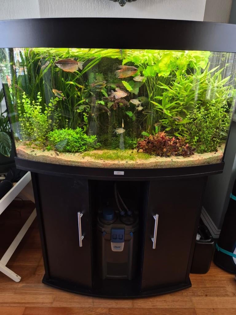 Juwel Vison 180 Helialux aquarium complete set, Ophalen, Zo goed als nieuw, Gevuld zoetwateraquarium