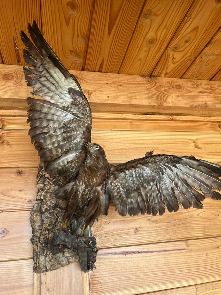 Opgezetten buizerd taxidermie, Verzamelen, Dierenverzamelingen, Ophalen, Zo goed als nieuw, Vogel, Opgezet dier