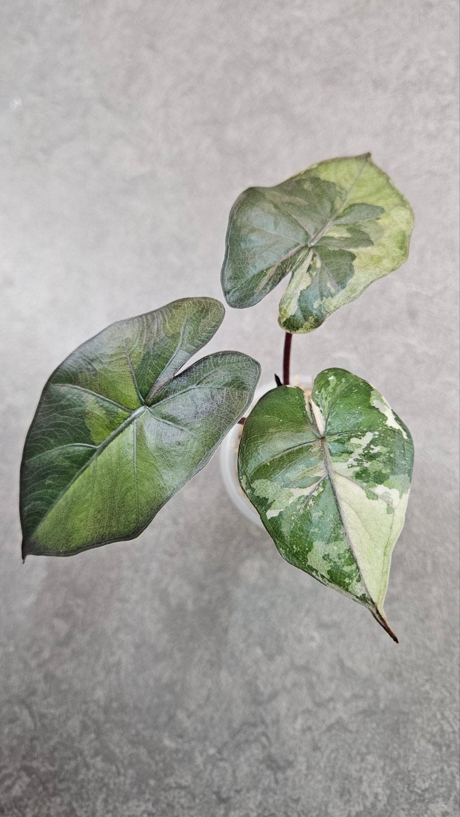 Alocasia Yucatan Princess Tricolor Variegata, Ophalen of Verzenden, Halfschaduw, Minder dan 100 cm