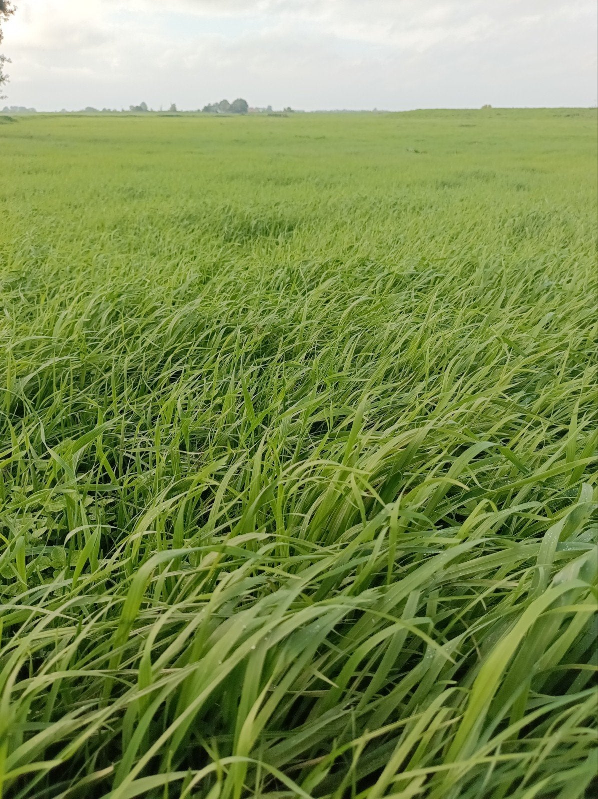 Gras op stam te koop: 48ha 4e snee, Heidenskip/Warns, Ophalen
