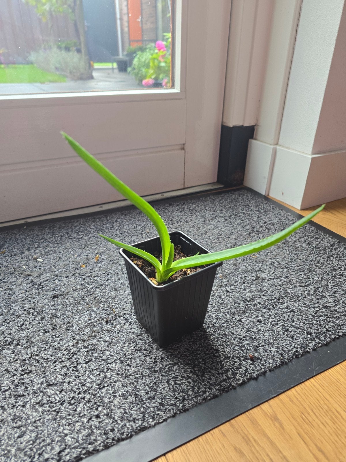 Aloë Vera stekje, Ophalen, Halfschaduw, Minder dan 100 cm