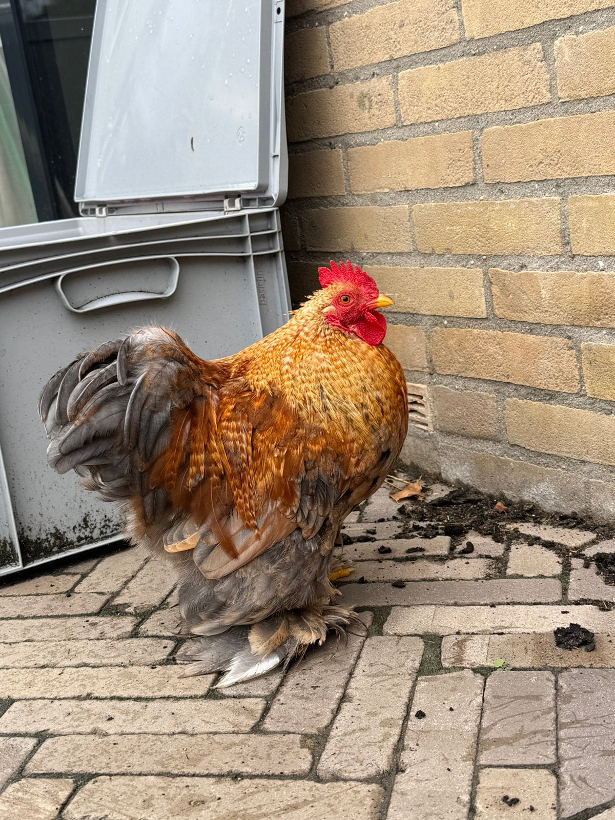 Cochin haan, Dieren en Toebehoren, Pluimvee, Mannelijk, Kip