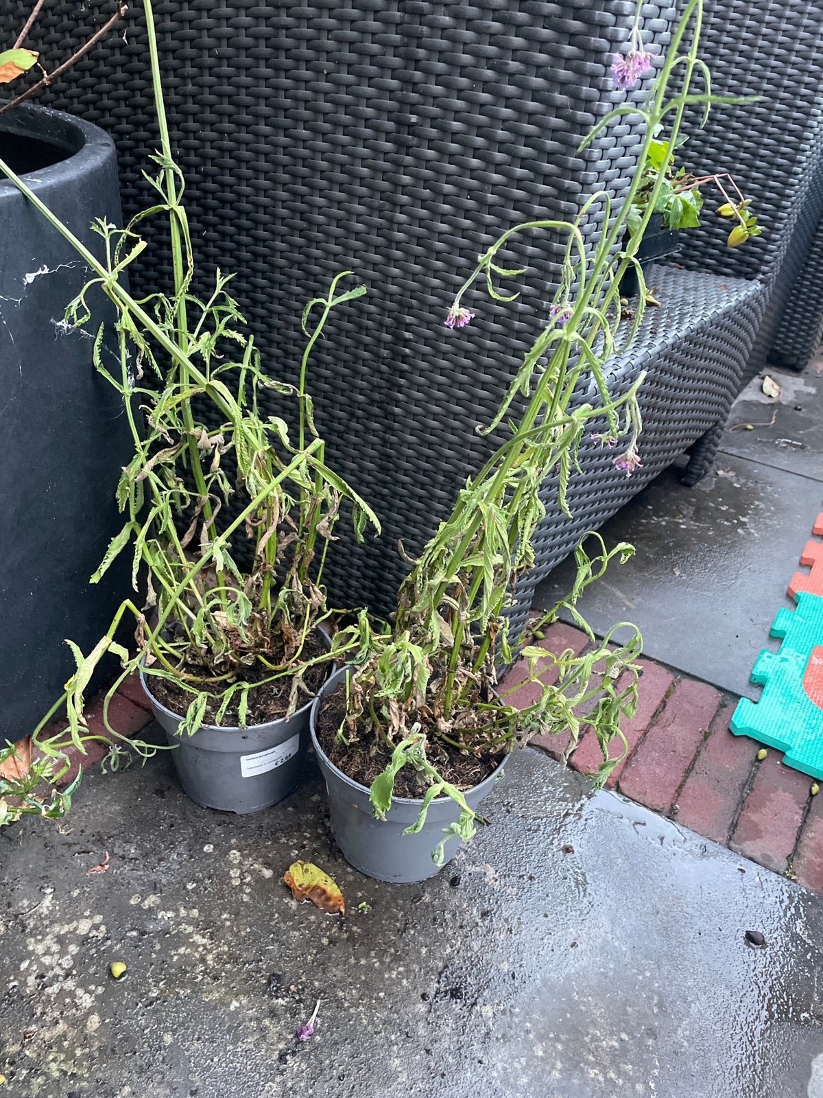 2x gratis Verbena planten, Tuin en Terras, Planten | Tuinplanten, Volle zon, Vaste plant, Zomer, Ophalen