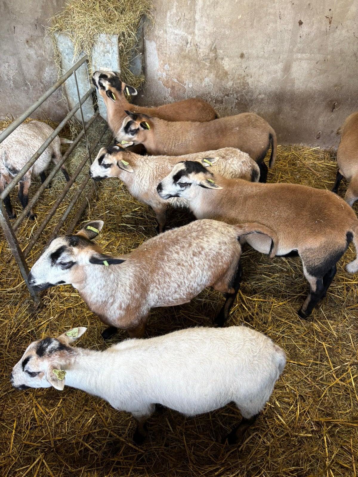 10 maasduinen ramlammeren (zie beschrijving voor gewicht), Dieren en Toebehoren, Schapen, Geiten en Varkens, Mannelijk, Schaap