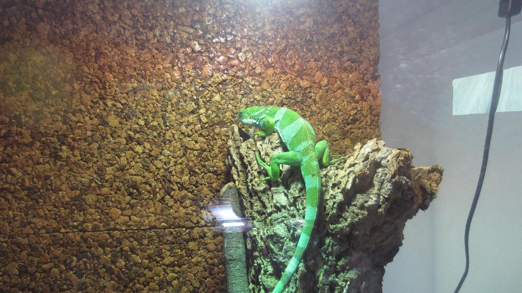 Fiji leguaan, Dieren en Toebehoren, Slang, Met terrarium, 3 tot 6 jaar