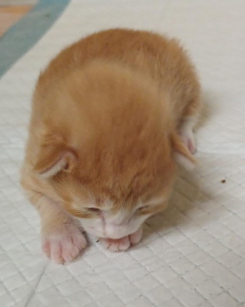 Dit zijn Nairobi s  kittens  4 stuks met stamboom, Dieren en Toebehoren, Katten en Kittens | Overige Katten, Meerdere dieren
