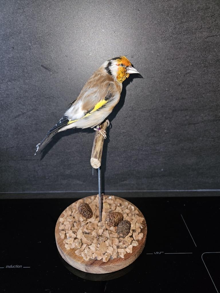 Nieuw opgezette major putter ( man ), Verzamelen, Ophalen of Verzenden, Nieuw, Vogel, Opgezet dier