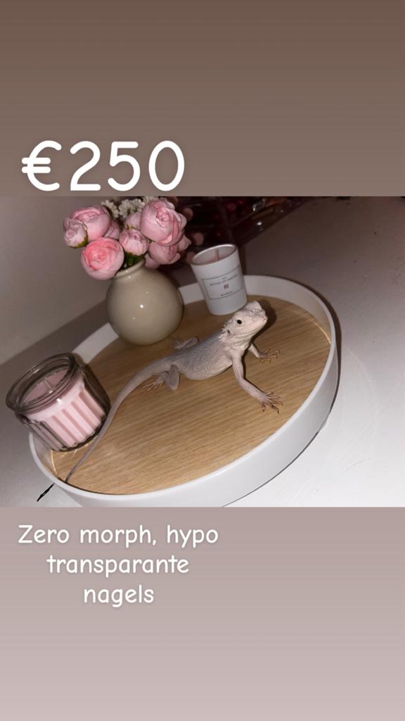 Baardagaam zero hypo te koop €250 Bearded Dragon - male for sale from Hailey