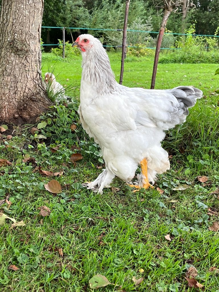 Brahma haan blauw colombia, Dieren en Toebehoren, Mannelijk, Kip