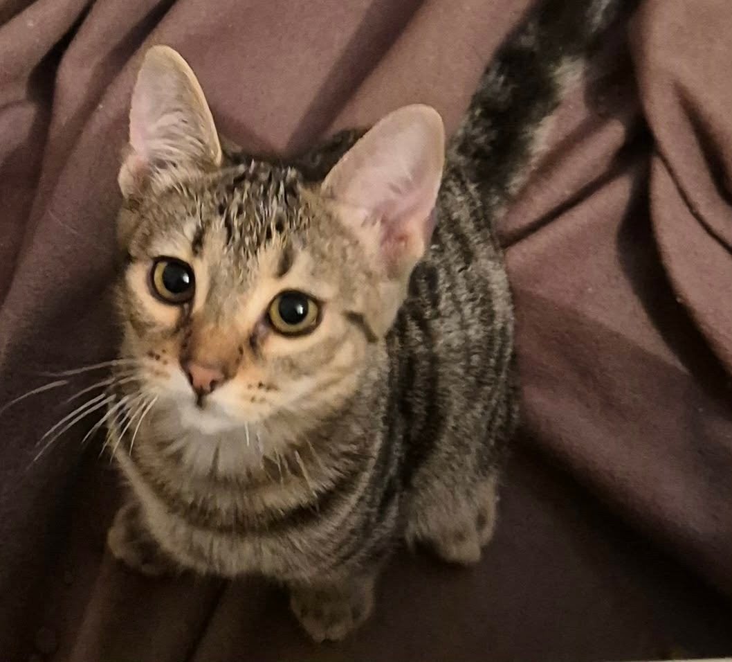 Lieve sociale kittens van 4 maandjes, Meerdere dieren, Kortharig, 0 tot 2 jaar