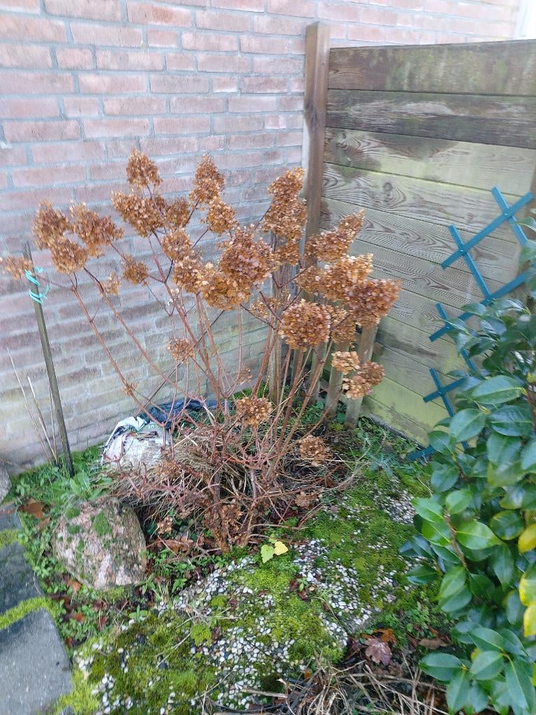 Hortensia + 2 grote struiken te koop (goed geworteld), Ophalen, Hortensia, Struik, Minder dan 100 cm