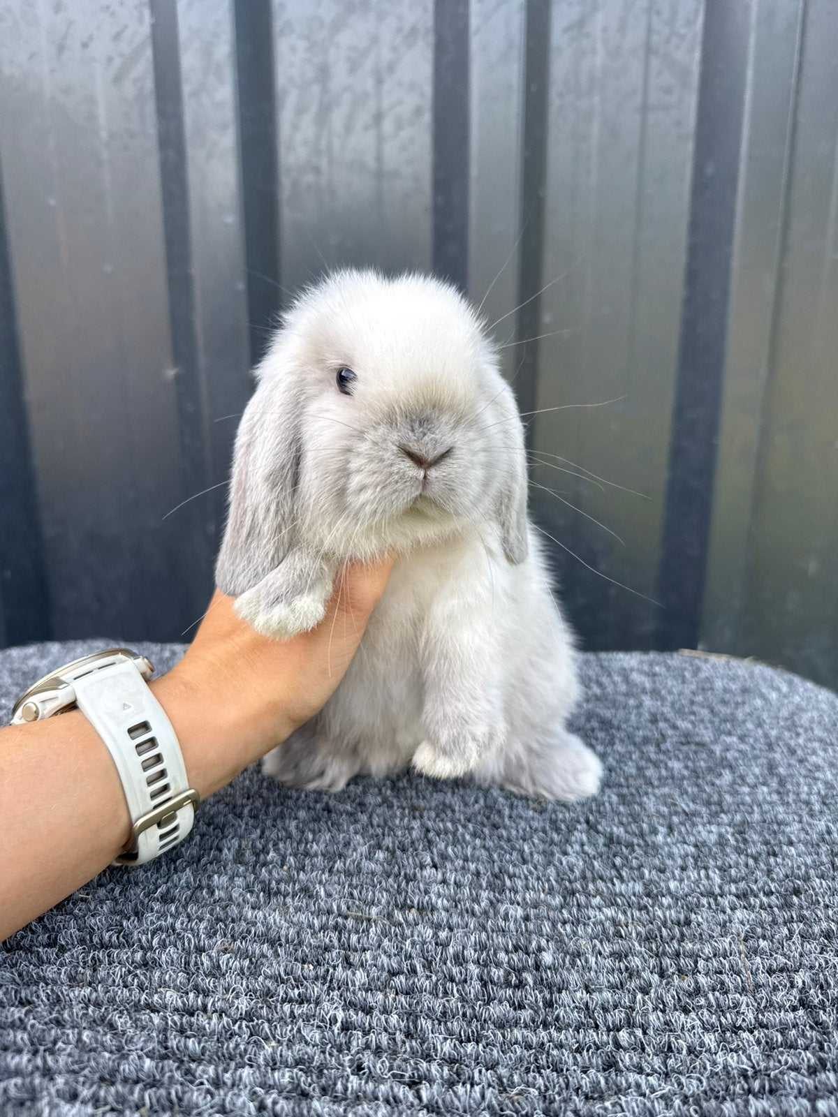 Lieve raszuivere minilop konijntjes, Meerdere dieren, Dwerg