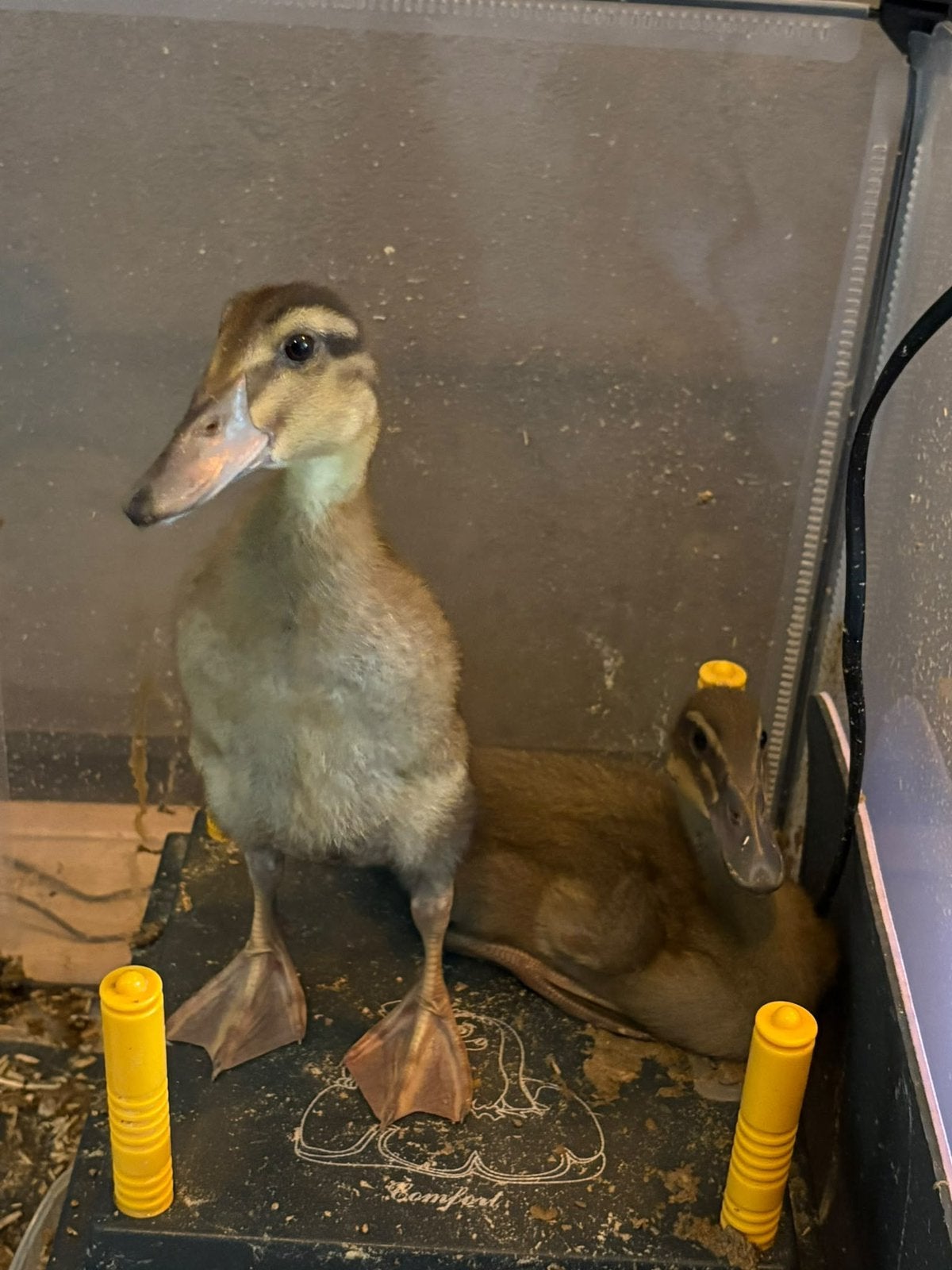 Indische loopeend kuikens 2 en een halve week oud, Dieren en Toebehoren, Meerdere dieren, Tam
