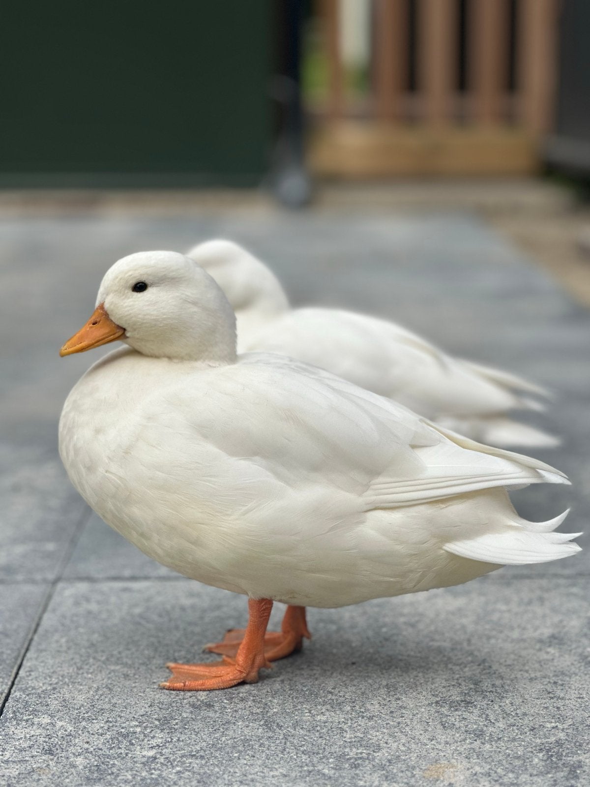 Kwaker woerd wit, Dieren en Toebehoren, Mannelijk, Eend