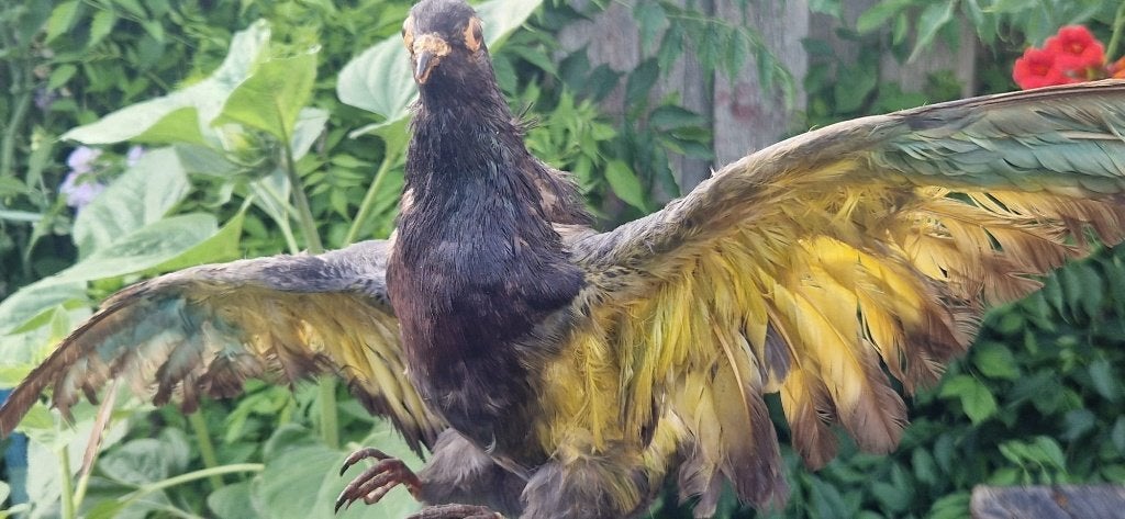 Opgezette vogel (Archangel duif?) Taxidermie (brocante), Ophalen of Verzenden, Zo goed als nieuw, Wild dier, Beeldje of Figuurtje