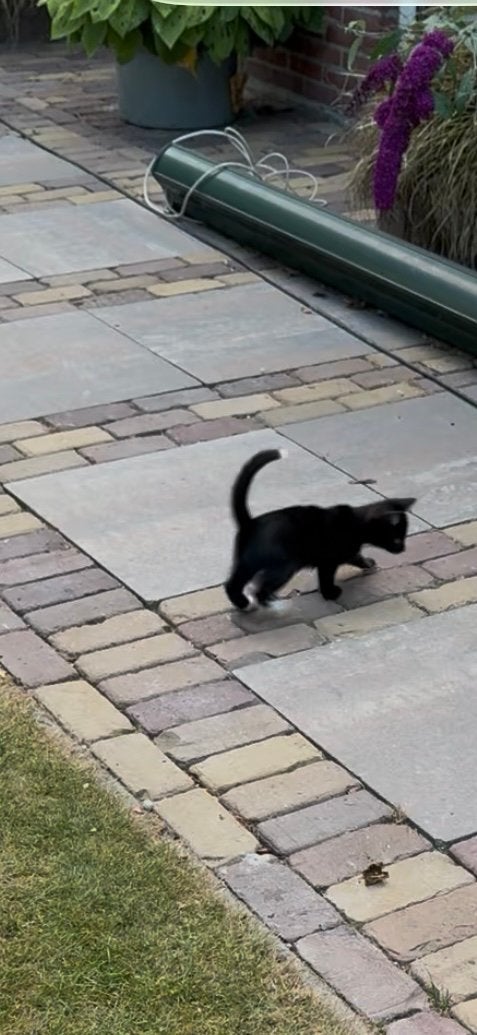 Schuw zwart poesje, Poes, Kortharig, 0 tot 2 jaar