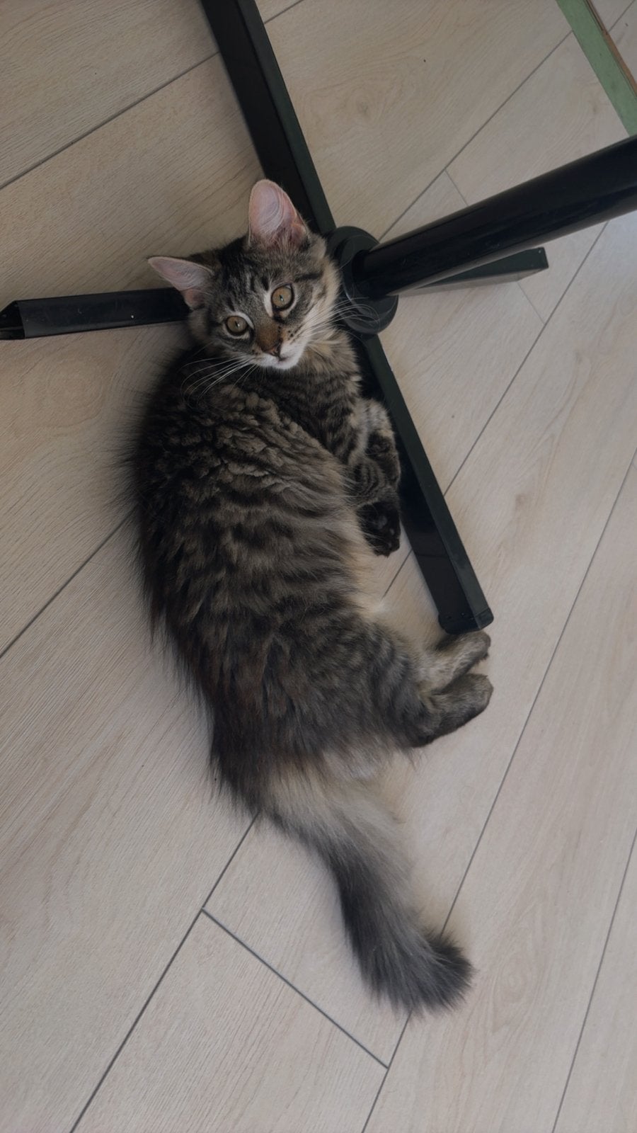 Kitten, Dieren en Toebehoren
