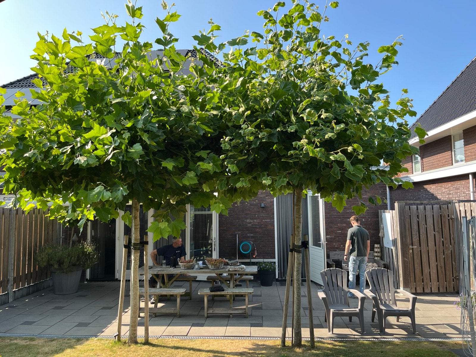 Dakplatanen, Tuin en Terras, Ophalen, Zomer, Volle zon, Overige soorten