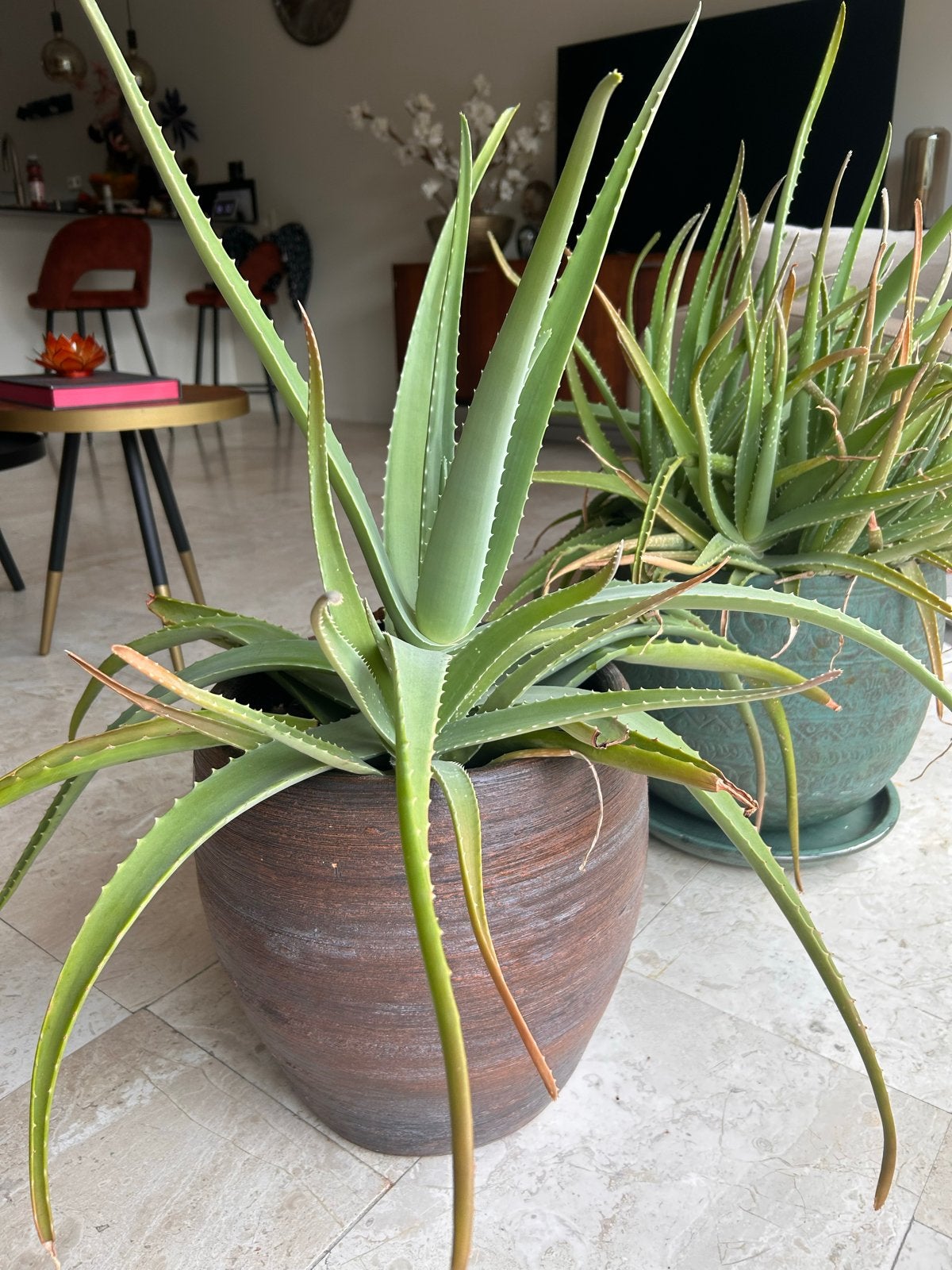 Grote Aloë Vera plant in pot (2x), Volle zon, Vaste plant, Bloeit niet, Ophalen