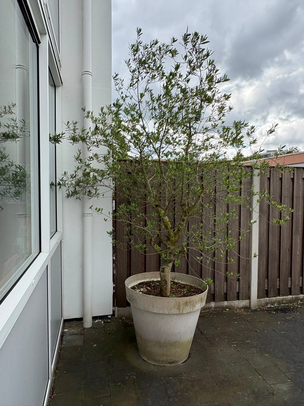 Grote plantenbak met olijfboom, Tuin en Terras, Bloembakken en Plantenbakken, Kunststof, Gebruikt, Balkon, Minder dan 60 cm