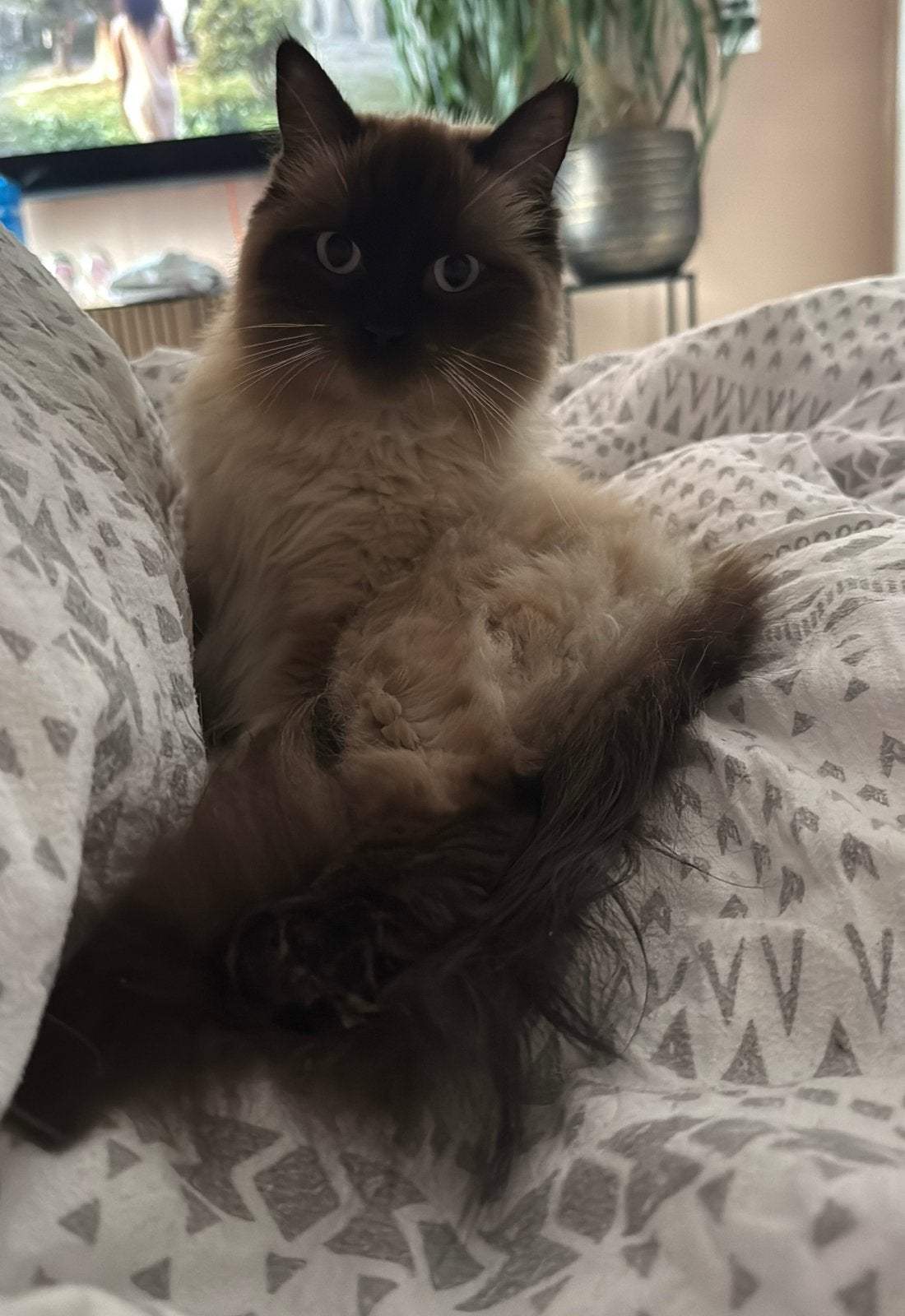 Hele lieve ragdoll poes te koop!, Poes, Gechipt, 0 tot 2 jaar