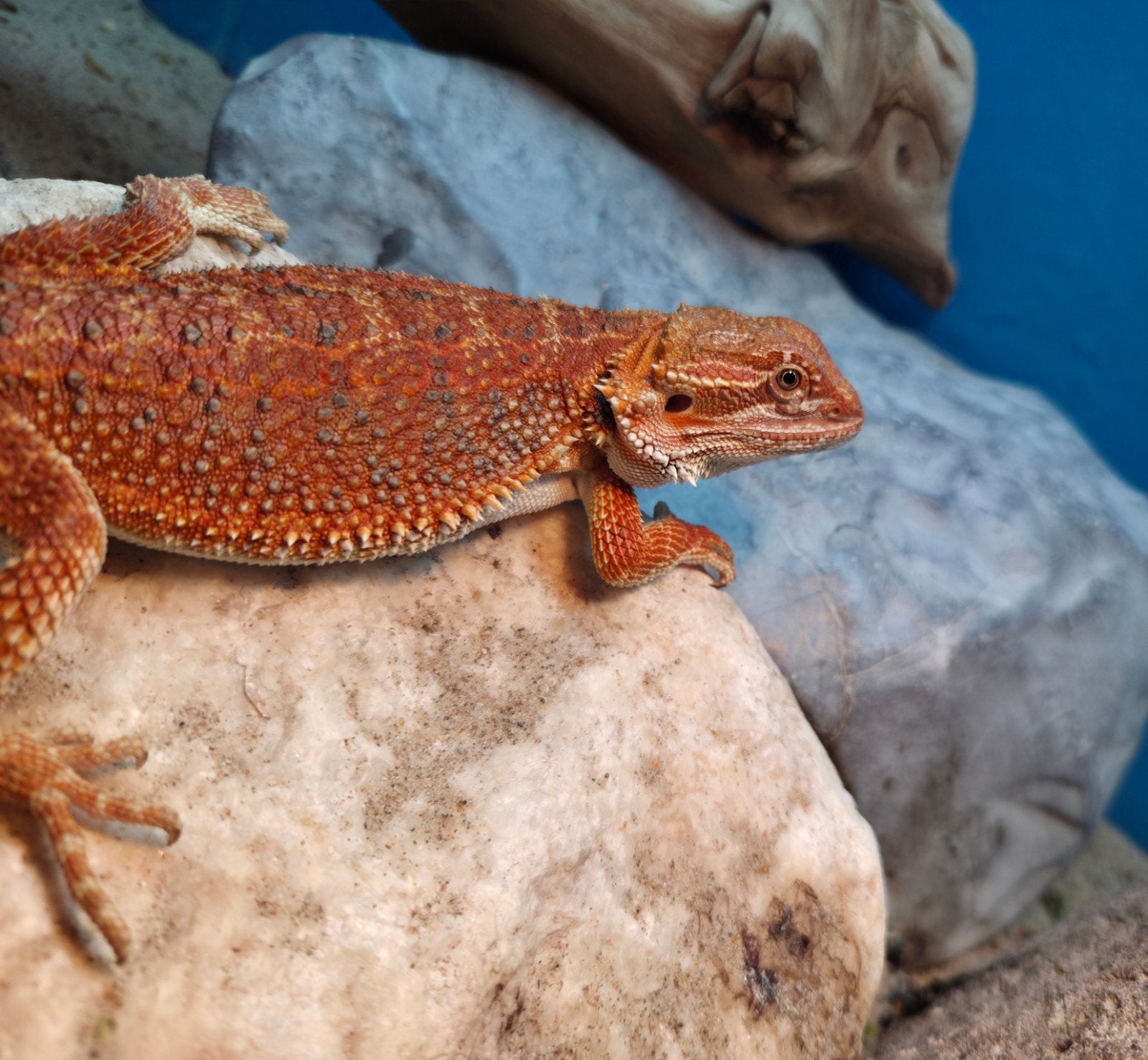 Aanbieding  mooie spanishred tiger baardagaam mannetje Bearded Dragon photo 3