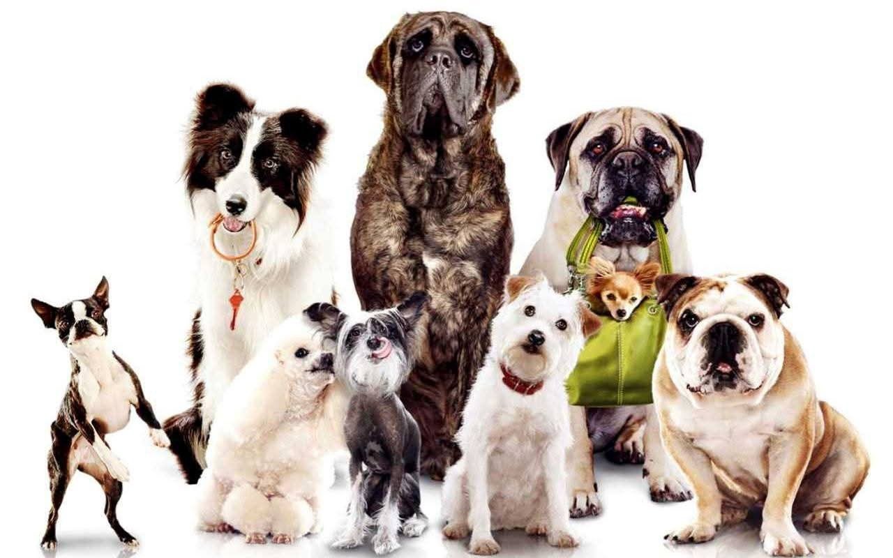 Hondenoppas en kattenoppas en uitlaatservice, Diensten en Vakmensen, Dieren | Honden | Verzorging, Oppas en Les, Uitlaatservice