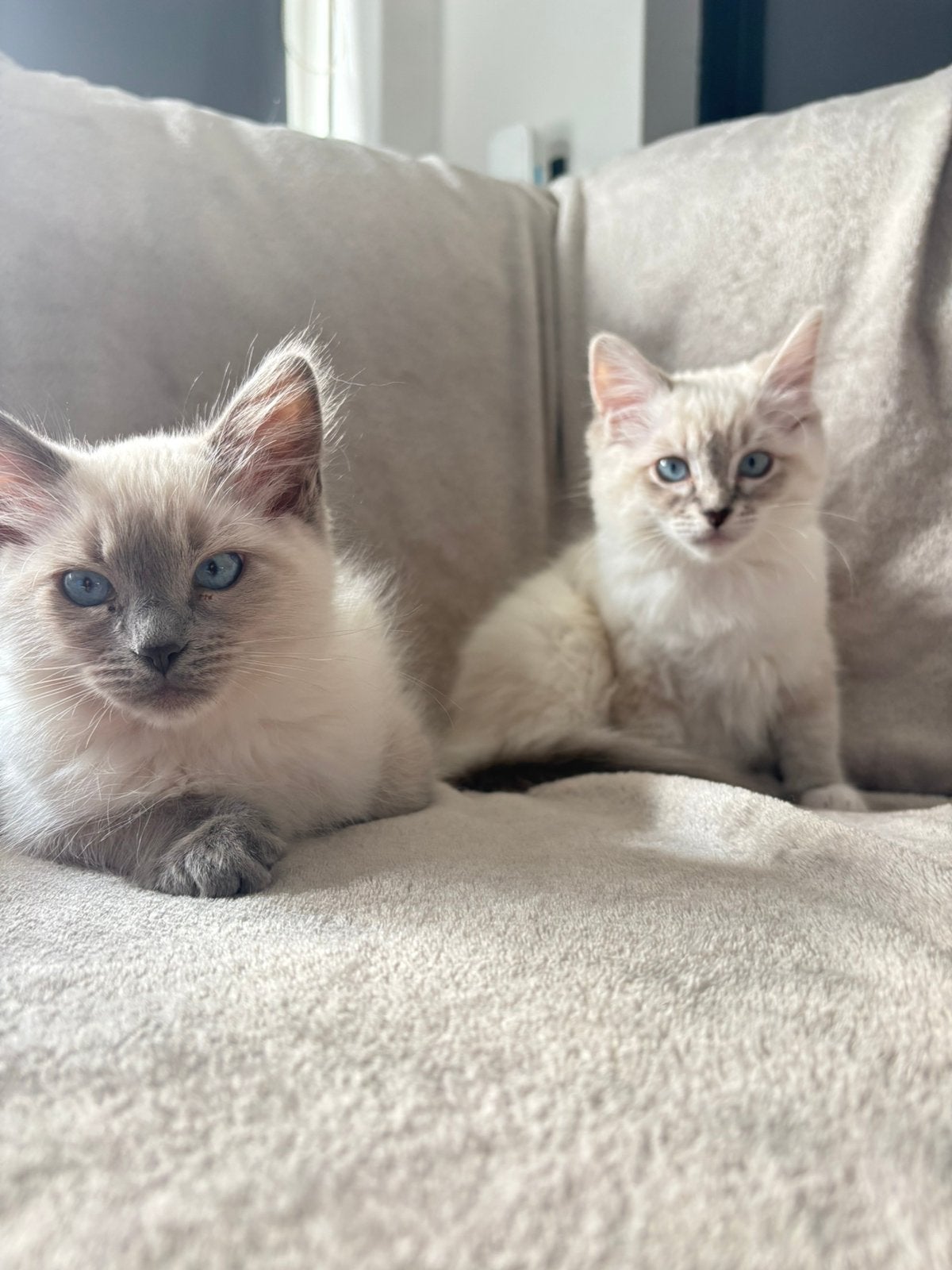 Ragdoll kitten blue point, Dieren en Toebehoren, Meerdere dieren, Ontwormd
