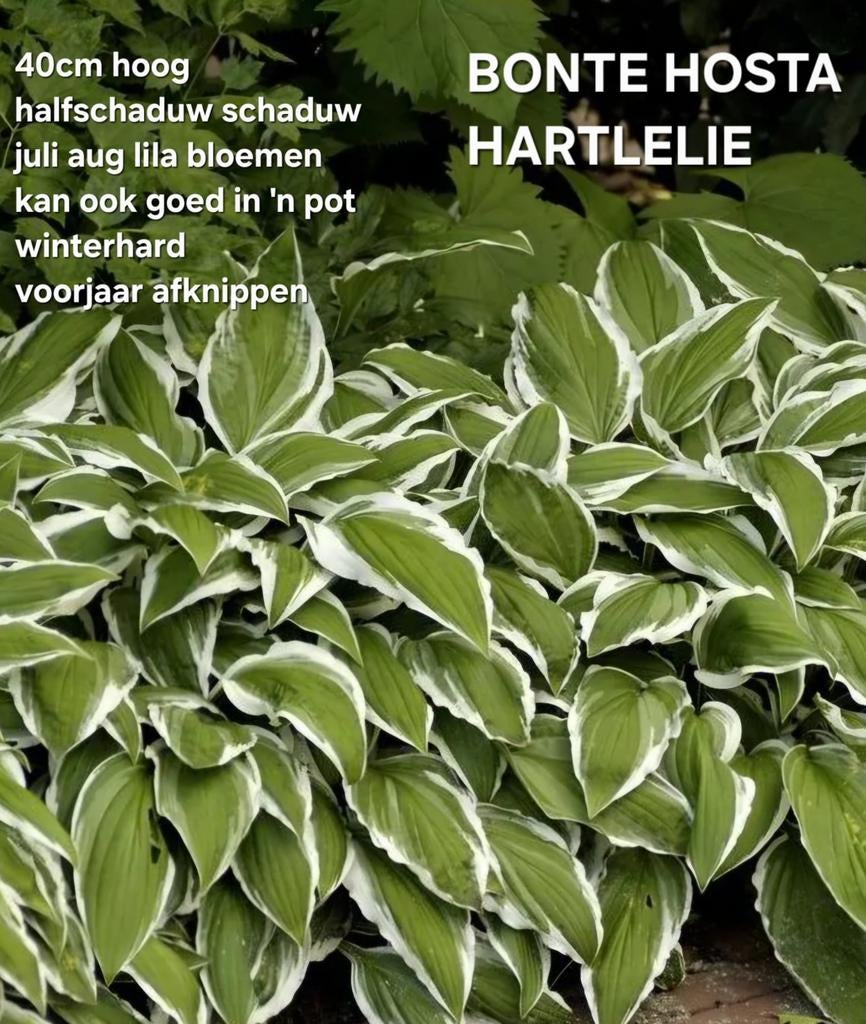 GROEN / WITTE HOSTA  hartlelie, Ophalen, Hortensia, Minder dan 100 cm