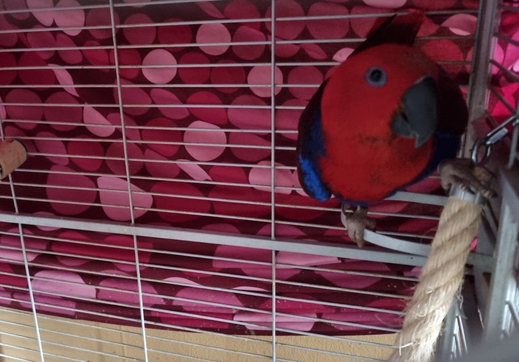 Lieve tamme Edelpapegaai, Dieren en Toebehoren, Vrouwelijk, Papegaai, Pratend