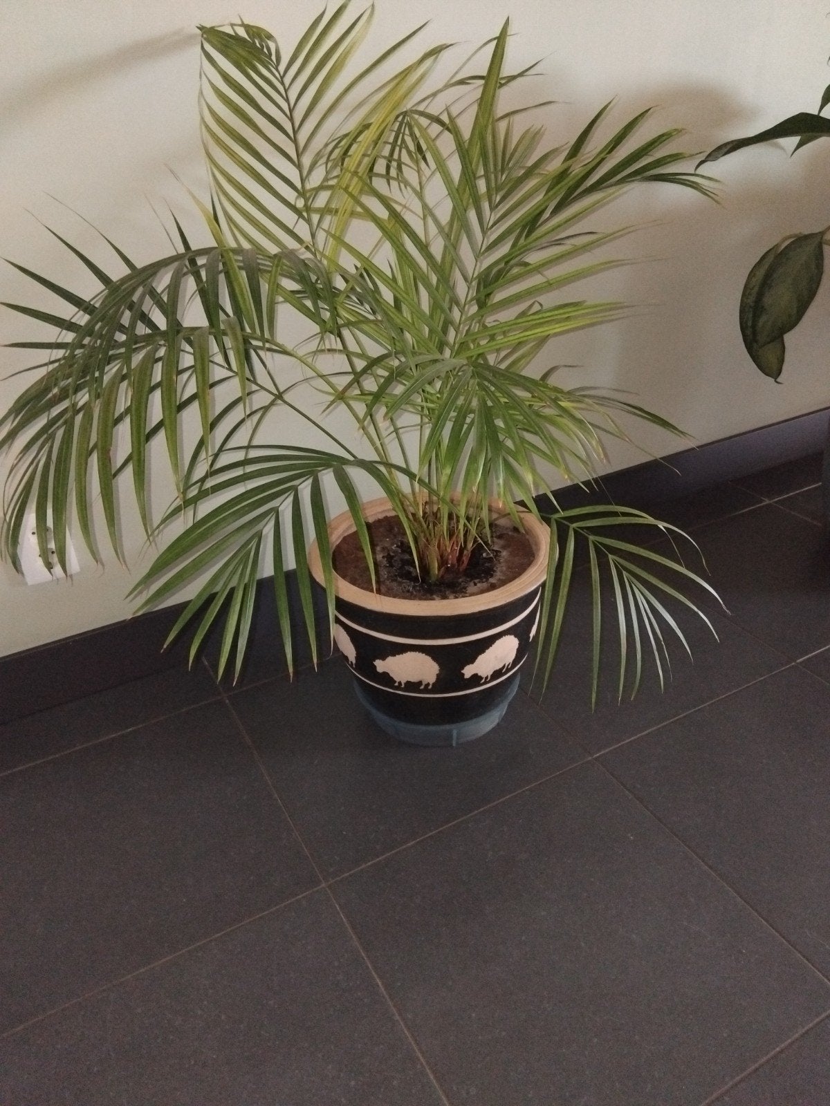 groote palm 1meter bij 1 meter, Ophalen, Halfschaduw, Minder dan 100 cm