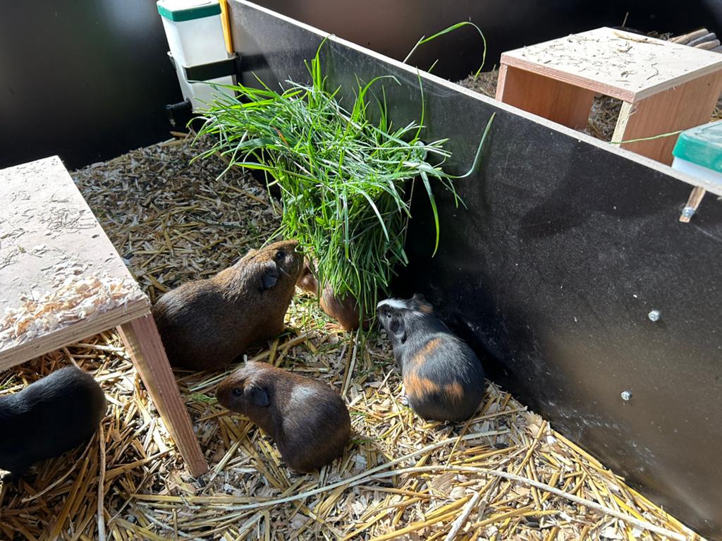 Lieve beertjes zoeken nieuw thuis., Maart, Mannelijk, Cavia