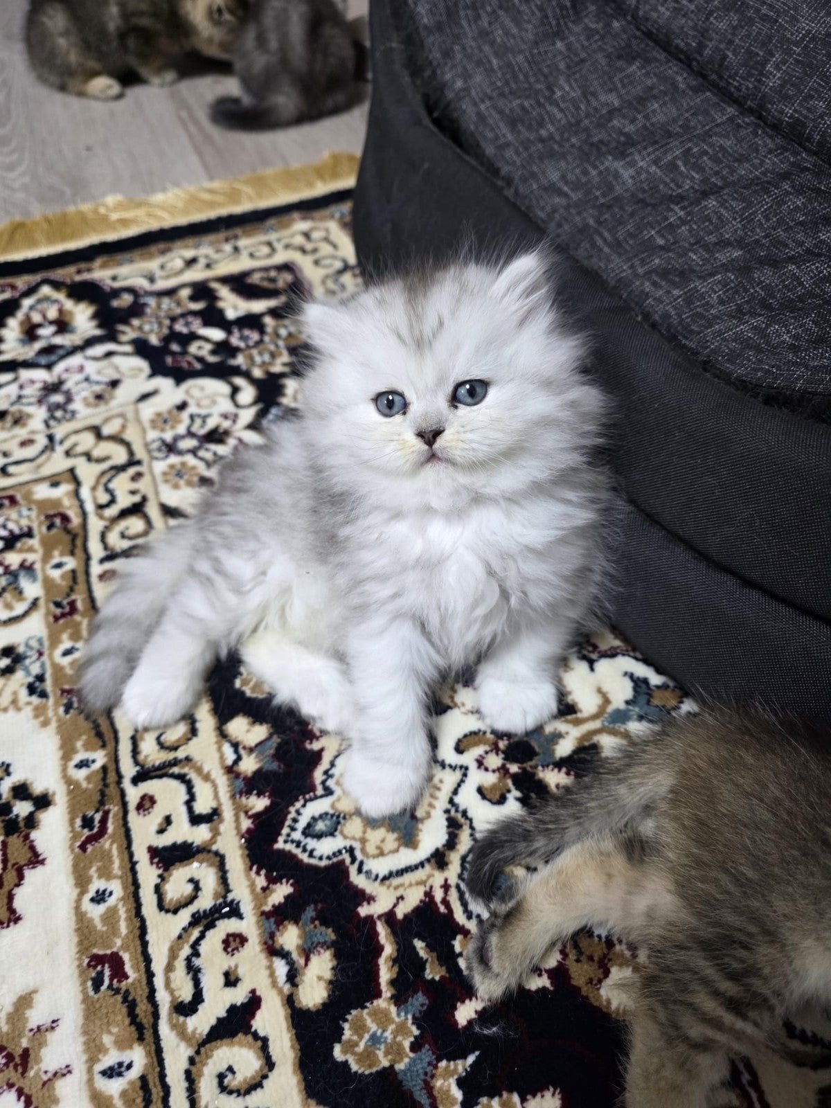 bkh blh raszuiver100% brits  3 beschikbaar., Dieren en Toebehoren, Katten en Kittens | Raskatten | Korthaar, Ontwormd