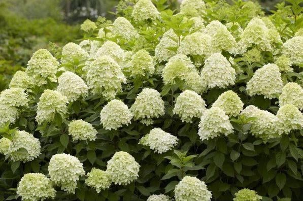 Dwerg pluimhortensia Little Spooky, Ophalen of Verzenden, Hortensia, Struik, Minder dan 100 cm